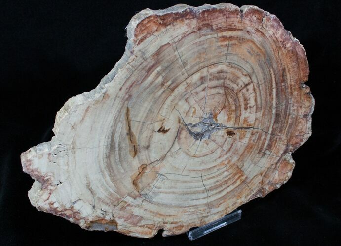 Beautiful x Inch Araucaria Petrified Wood Slab #3947